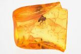 Detailed Fossil Black Fly (Simuliidae) In Baltic Amber #325459-1
